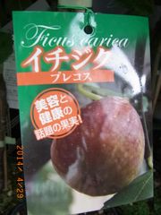 いちじく★プレコス★２季性　ゼリー質果肉でジャムのような甘さ