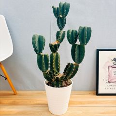 ［現品］B   柱サボテン　鬼面角  ブランチ　8号　観葉植物　室内　大型　多肉植物　かっこいい　ユニーク 人気