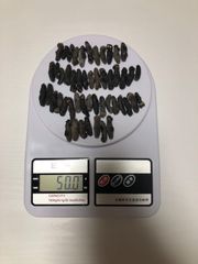 工場直売 関西産A級品 乾燥なまこ　超ミニサイズ 50g50匹 (計量時50g50本)