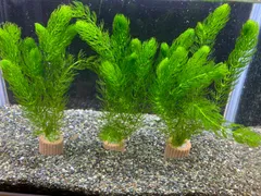 マツモ５本３セット　マルチライフの重り付きのサムネイル
