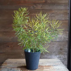 【現品】バンクシア・スピヌノーサ・ヘアピン（ヘアピンバンクシア）8号　あM番 楽天市場】バンクシア・ヘアピン （スピヌロサ） 5号ポット苗