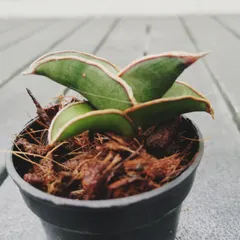 ② 【超希少】 ダンシングドラゴン錦　斑入り　サンスベリア　ロリダ　サボテ Amazon.co.jp: サンスベリア ロリダ 斑入り Sansevieria Rorida