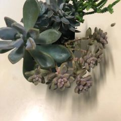 多肉植物寄せ植え