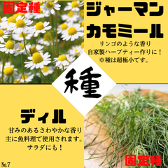 №7【野菜の種】人気ハーブ　ジャーマンカモミール/ディル　固定種　種子セット