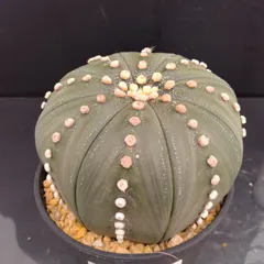 2025年最新】スーパー兜の人気アイテム - メルカリ