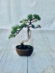 真柏　小品盆栽　ミニ盆栽　しんぱく