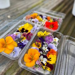 エディブルフラワー　食用花　6パック　クール便