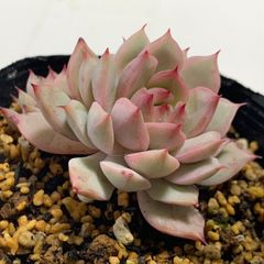多肉植物   韓国苗   抜き苗   No.40  ティッピー  根あり