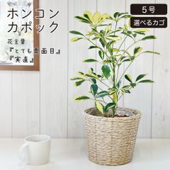 観葉植物 シェフレラ ホンコンカポック 斑入り 5号 ベラボン付 選べる鉢カバー クリーム 白竹 かご PPライナー付 バスケット 鉢カバー ヤドリフカノキ