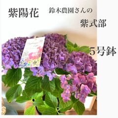 鈴木農園さんの紫陽花　紫式部　5号鉢　鉢植え　苗・苗木　母の日