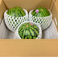 【選果落ち 訳あり商品】 熊本 小玉すいか 3玉 箱込み 約4.5Kg Mサイズ以上 規格外 家庭用 贈答不可 加工用 (002)小玉西瓜  熊本県産 果物 フルーツ 予約販売 6月上旬以降