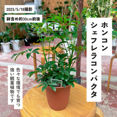 シェフレラコンパクタ／観葉植物