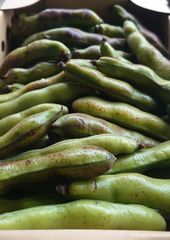 そら豆 2kg おつまみ・おやつにいかがですか♪