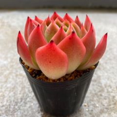 多肉植物 カット苗 エケベリア ディープレッド 発根済