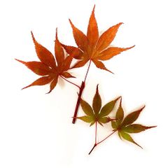 最終価格◎紅型陶器額装【流水花紅葉紋】壁飾り 希少 最終価格紅型陶器額装 【流水花紅葉紋】 壁飾り 希少