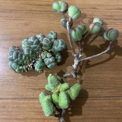cheke様専用＊多肉植物 カット苗 ※おまとめ価格
