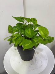 ポトス・グローバルグリーン　オシャレ　観葉植物　ハンギング　吊り下げ　ツル性　インテリア　グリーン