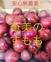 奄美大島産　すもも　プラム　ガラリ