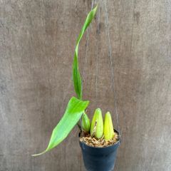 セロジネ コスモクリスタ  Coel.Cosmo Crista 観葉植物 観葉 植物  レア 希少 着生ラン 着生 ラン 蘭 オーキッド 吊り下げ 吊るす ハンギング インテリア 花 おうち時間 グリーン プレゼント おすすめ