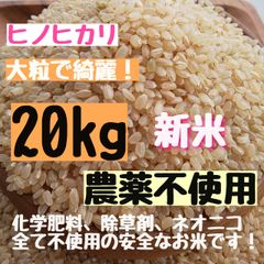 ※新米予【大粒】さくらの玄米  農薬不使用  無農薬   ヒノヒカリ  玄米  新米