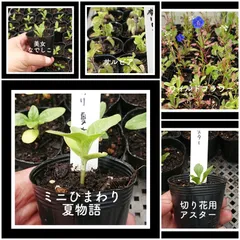 2024年最新】ミニひまわり 苗の人気アイテム - メルカリ