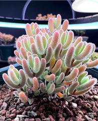 新入荷　多肉植物　ドロサンテマム　超キラキラ　瑠璃　抜き苗　1株