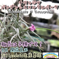 チランジア バンデンシス×レクルバータ Tillandsia bandensis × Tillandsia recurvata＊エアプランツ＠フラワーショップ江口