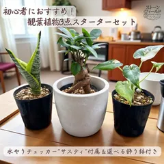 2025年最新】アロカシア オキナワシルバーの人気アイテム - メルカリ
