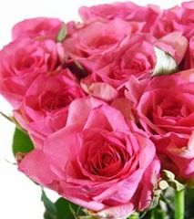 切り花　T2XA4R1- B3R2R1NNT4★剣弁咲き　豊満で大きく咲く★挿し木苗