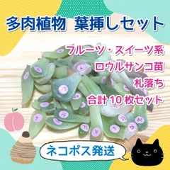 2025年最新】ロウルサンコ 多肉の人気アイテム - メルカリ 2025年最新】ロウルサンコ 多肉の人気アイテム - メルカリ