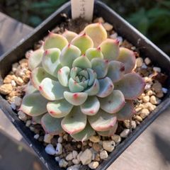 ホワイトザラゴーサ　抜き苗　多肉植物　モフ多肉　エケベリア