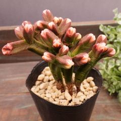 Bon様　専用　同梱　MA159	ピラミダリス	【イータニク】多肉植物　韓国苗　第四種郵便発送