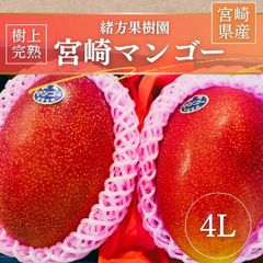 マンゴー 【緒方果樹園】 完熟マンゴー 4L 2個 1㎏ 贈答用 宮崎県宮崎市 《5/上～5/中より出荷》