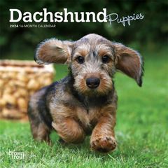 【輸入版】2024年 子犬のダックスフンド ミニ カレンダー / ブラウントラウト 17.8 x 35.6 cm (Dachshund Puppies  Calendar)