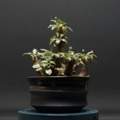 "Dorstenia horwoodii hyb" ドルステニア ホルウッディ ハイブリッド 管理2280
