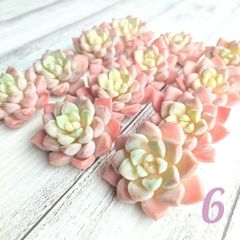値下げ！多肉植物 ピンクスポット込み　5苗セット カット苗