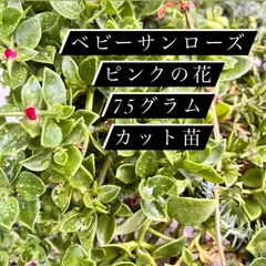 2023年最新】グラムピンク 多肉の人気アイテム - メルカリ