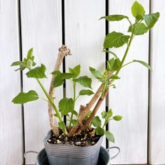 西洋アジサイ　アナベル　大苗