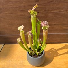 ⑥ サラセニア レウコフィラグリーン 食虫植物 4.5号 現品 Sarracenia leucophylla Green  ヘイシソウ 瓶子草 ③