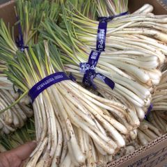 ノビル 野蒜 のびる 山菜 旬の野菜1kg - メルカリ