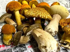 北海道産　アカヤマドリ2kg 2025年最新】アカヤマドリの人気アイテム - メルカリ