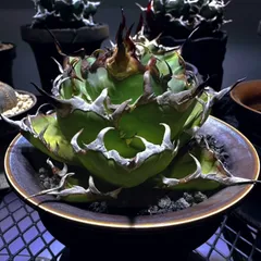 2024年最新】agave titanota hadesの人気アイテム - メルカリ