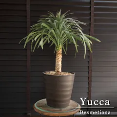 2024年最新】ユッカ デスメティアーナの人気アイテム - メルカリ 