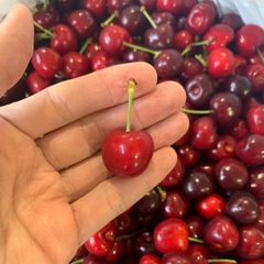 「5月28日に出荷予定」アメリカン　チェリー　2キロ　11.5サイズ