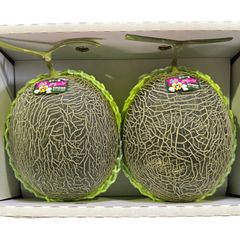 肥後グリーンメロン 熊本県産 大玉を2玉 (1玉の重さはなんと迫力の1.5kg以上 総量3kg超え) 野菜ソムリエ&フルーツマイスター 母の日 父の日 贈答 お中元