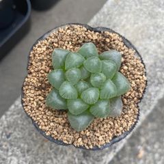 多肉植物 ハオルチア オブツーサ