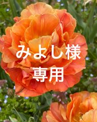 みよし様専用 種セット - メルカリ