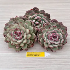 2024年最新】チャンフィ苗の人気アイテム - メルカリ 