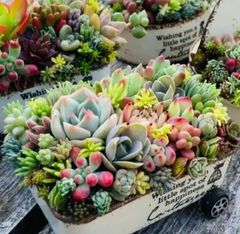 多肉植物寄せ植え そのまま飾れる 3つセット♡ - メルカリ