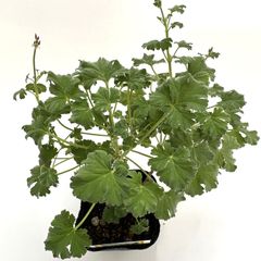 ハーブゼラニウム　ナツメグ　3.5号　自家栽培　希少品種　観葉植物　蚊連草